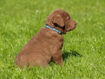 5 weken oud Baron Duck